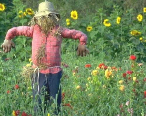 Пугало огородное картинки. Секрет эффективного пугала