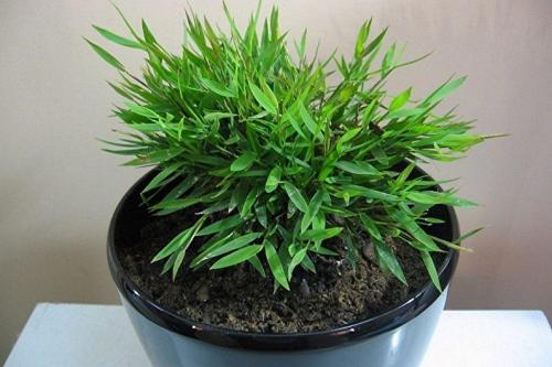 Комнатный бамбук 01