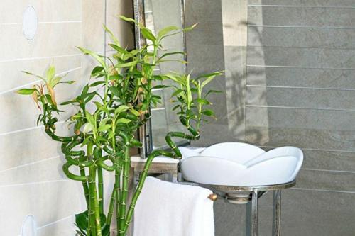 Комнатный бамбук 07