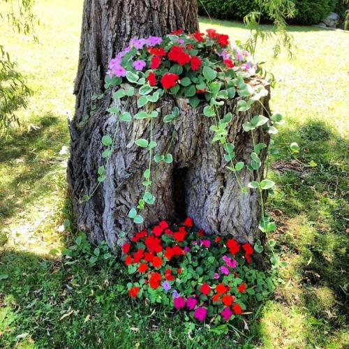 Клумба на газоне своими руками. Клумбы своими руками из подручных материалов (фото)