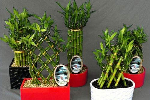 Комнатный бамбук 04