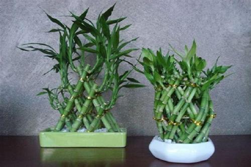 Комнатный бамбук 05