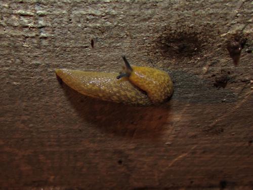 Если в погребе нет вентиляции. Вентиляция погреба. 5 простых правил сухого подвала