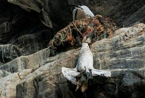 Почему пластиковые бутылки негативно влияют на окружающую среду. Тройной кризис