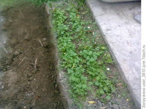 Какие поделки из пластиковых бутылок можно использовать для защиты растений в огороде. Ограждение для грядок из пластиковых бутылок