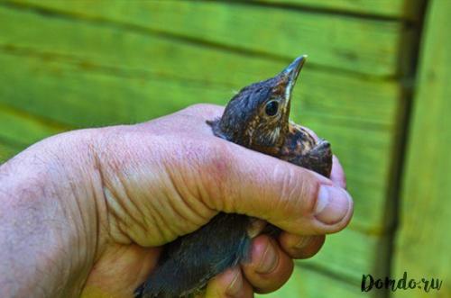 Пугало от дроздов. Как избавиться от дроздов на даче: самодельные средства