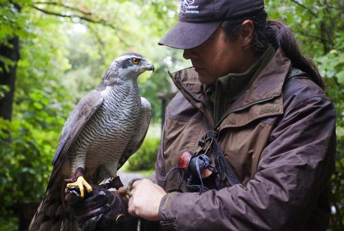 Пугало для птиц из пластиковой бутылки. Для отпугивания птиц из сада и огорода можно сделать эффективное пугало из пластиковых бутылок