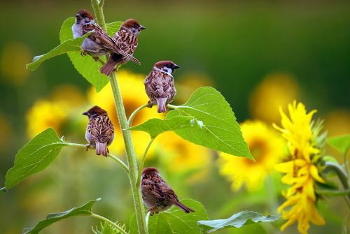 Пугало для птиц из пластиковой бутылки. Для отпугивания птиц из сада и огорода можно сделать эффективное пугало из пластиковых бутылок