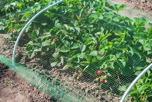 Пугало для птиц из пластиковой бутылки. Для отпугивания птиц из сада и огорода можно сделать эффективное пугало из пластиковых бутылок