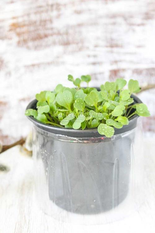 Экологичное решение: как переработать 5-литровые пластиковые бутылки 09