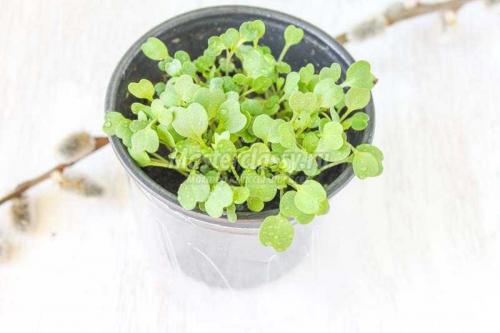 Экологичное решение: как переработать 5-литровые пластиковые бутылки 10