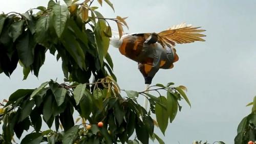 Как сделать пугало от птиц. Процесс изготовления чучела птицы