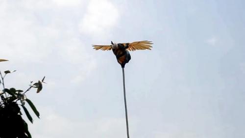 Как сделать пугало от птиц. Процесс изготовления чучела птицы