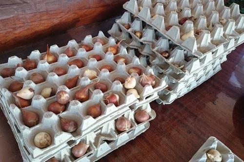 Тюльпаны из яичных лотков. 2 способа посадки тюльпанов