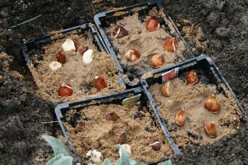 Тюльпаны из яичных лотков. 2 способа посадки тюльпанов