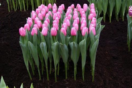 Тюльпаны из яичных лотков. 2 способа посадки тюльпанов