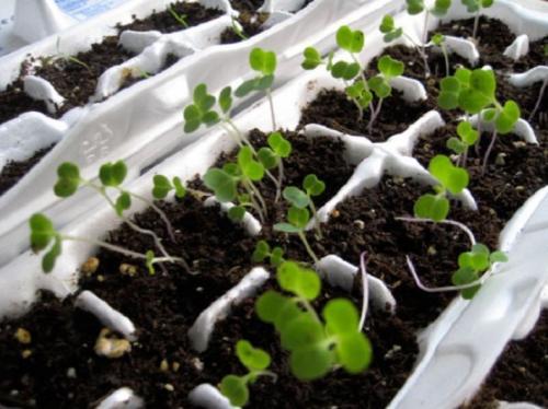 Что можно сделать из яичных коробок. Что можно сделать из под коробки яиц. Оригинальные поделки, которые можно смастерить из обычных картонок для яиц