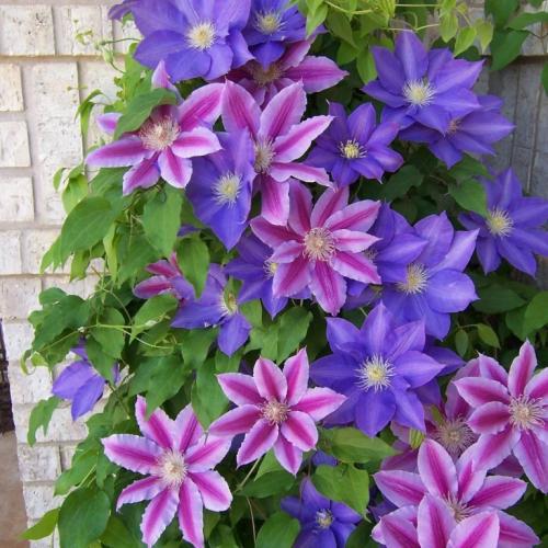 Какие растения можно выбрать для украшения крыльца загородного дома. Лучшие вьющиеся растения для крыльца