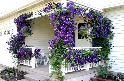 Какие растения можно выбрать для украшения крыльца загородного дома. Лучшие вьющиеся растения для крыльца