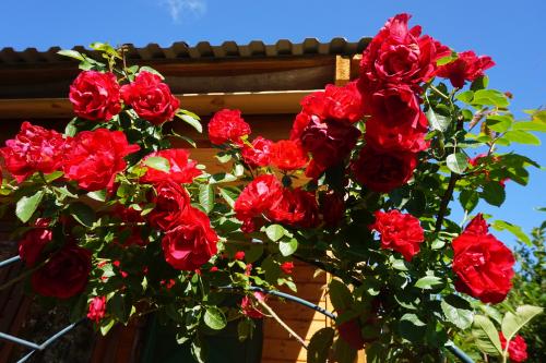 Какие растения можно выбрать для украшения крыльца загородного дома. Лучшие вьющиеся растения для крыльца
