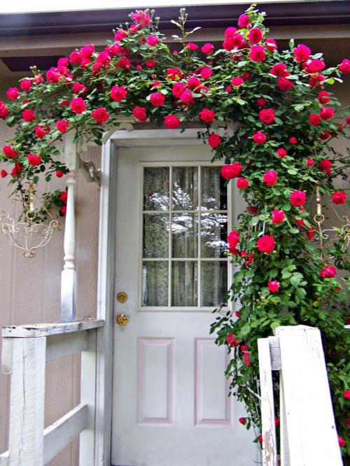 Какие растения можно выбрать для украшения крыльца загородного дома. Лучшие вьющиеся растения для крыльца