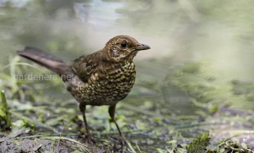 Какие птицы Могут быть опасными для огорода. Пернатые, несущие опасность для участка