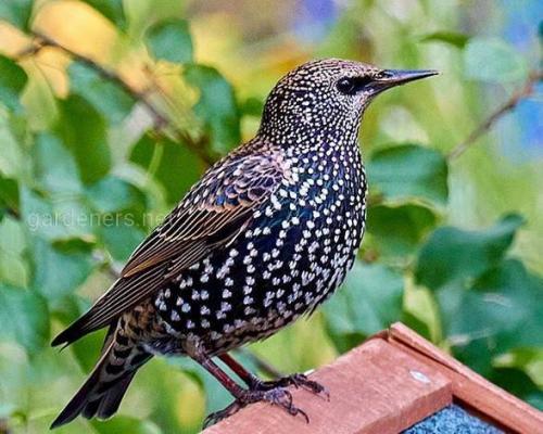 Какие птицы Могут быть опасными для огорода. Пернатые, несущие опасность для участка