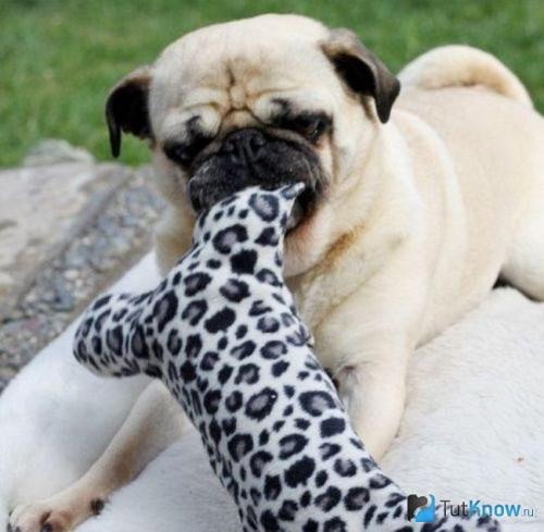 Из пластиковых бутылок в домашнюю утварь: 107 креативных идей 15 Из пластиковых бутылок в домашнюю утварь: 107 креативных идей 15