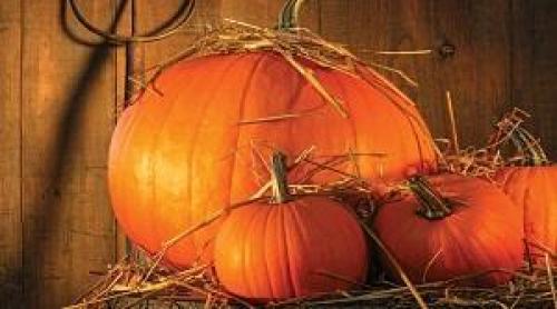 Где и как хранить тыкву зимой. Оптимальные условия