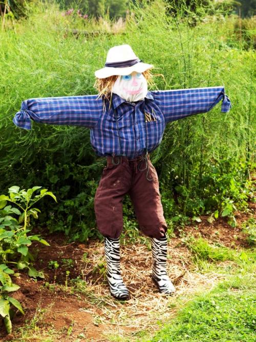 Какие виды чучел можно создать на огороде. Украшаем земельный участок самостоятельно