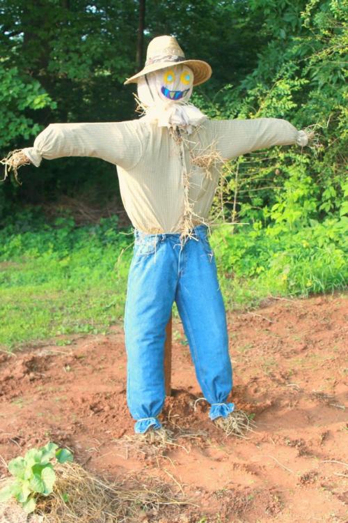 Какие виды чучел можно создать на огороде. Украшаем земельный участок самостоятельно
