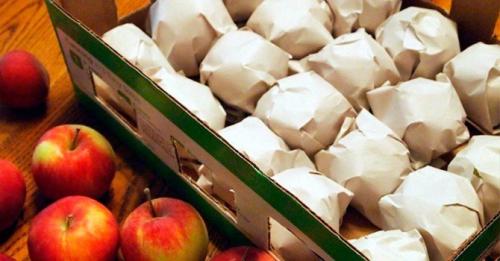 Где хранить зимние яблоки в квартире. Как хранить яблоки: создаем оптимальную температуру для хранения зимой + правильно выбираем тару