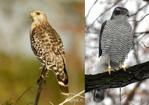 Скачать картинки пугало огородное: как защитить свой огород от птиц 30