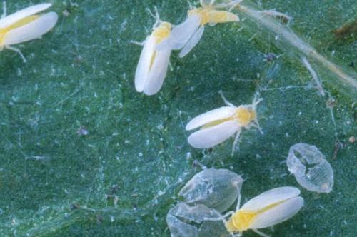 Какие вредители могут повредить ваш огород. Враги урожая. Как бороться с самыми злостными огородными вредителями