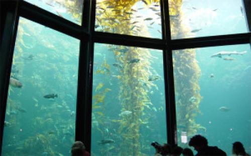 Как восстановить прозрачность оргстекла