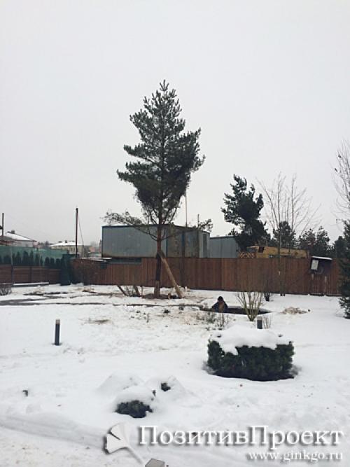 В какое время года лучше сажать плодовые деревья. Расположение 07