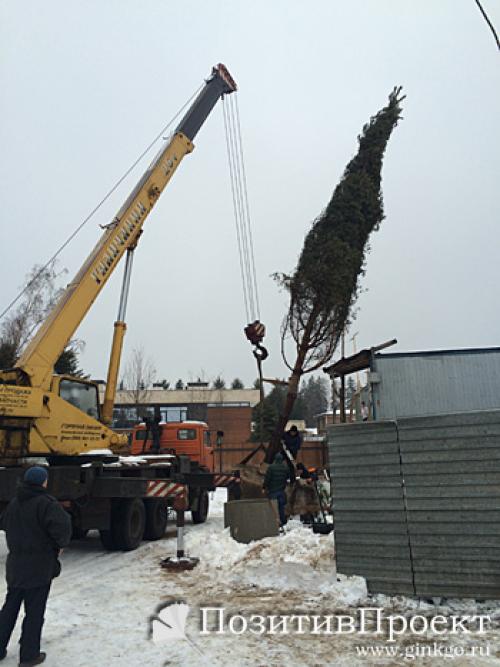 В какое время года лучше сажать плодовые деревья. Расположение 06