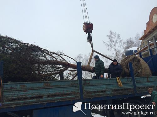 В какое время года лучше сажать плодовые деревья. Расположение 05
