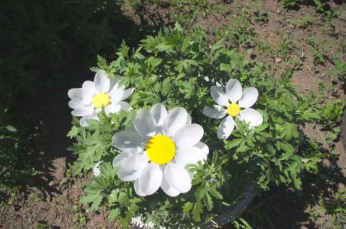 Поделки из пластиковых бутылок в школу. Поделки из пластиковых бутылок своими руками: ТОП-100 фото лучших идей для начинающих мастеров