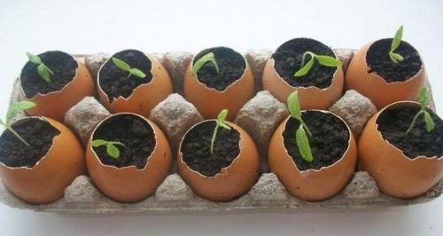 Красота из яичных лотков. Цветы из яичных лотков Отредактирова. 2022 19 Красота из яичных лотков. Цветы из яичных лотков Отредактирова. 2022 19