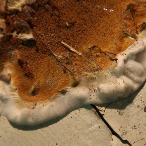 Как удалить неприятные запахи и плесень после откачки воды из подвала. Плесень и грибок в погребе и подвале: причины появления